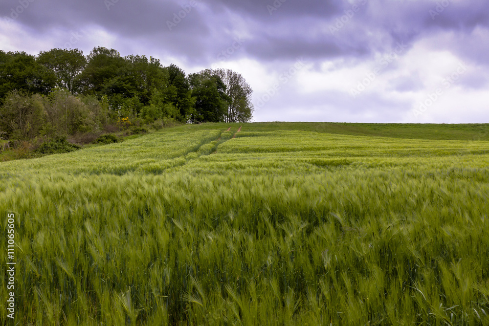 Obraz premium champs blé