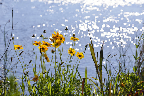 Yellow flowers of lance-leaved coreopsis bloom at the riverbank. photo