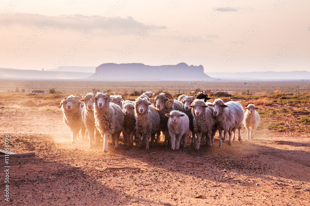  A flock of sheep in Navajo Nation Reservation reservation. Monument Valley, United States - obrazy, fototapety, plakaty 