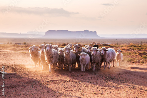  A flock of sheep in Navajo Nation Reservation reservation. Monument Valley, United States