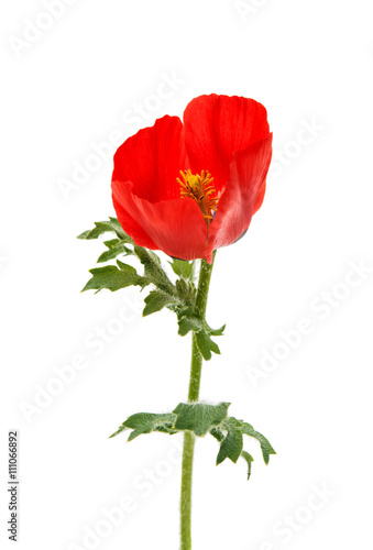 meadow poppy isolated