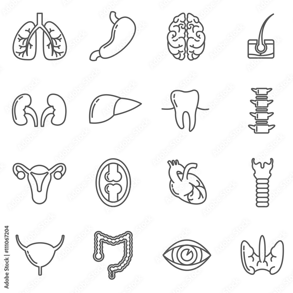 Internal human organs vector icons set in linear design style