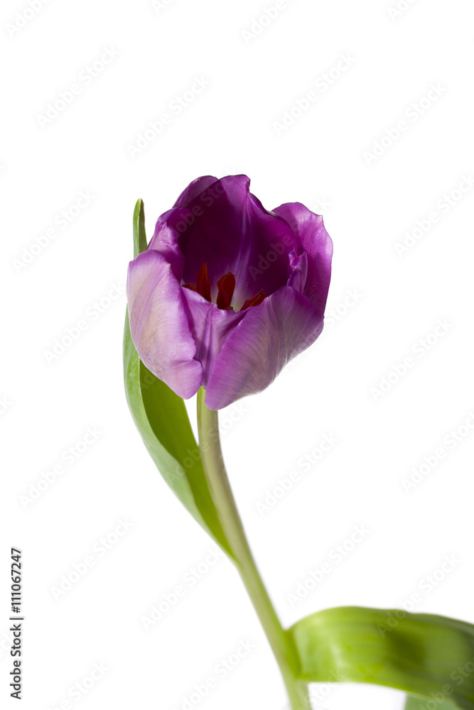 tulip flower on white tulip flower on white