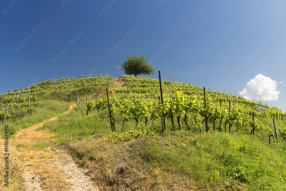 Vineyard at Montevecchia (Brianza, Italy)