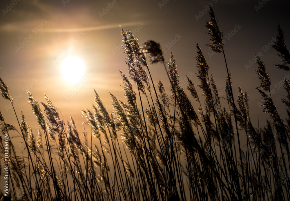 Golden Sunset and reed grass - obrazy, fototapety, plakaty 