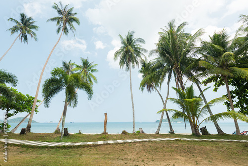 Coconut Tree palm and path way at tropical beach, Koh Mak Island, Thailand