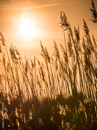 Golden Sunset and reed grass