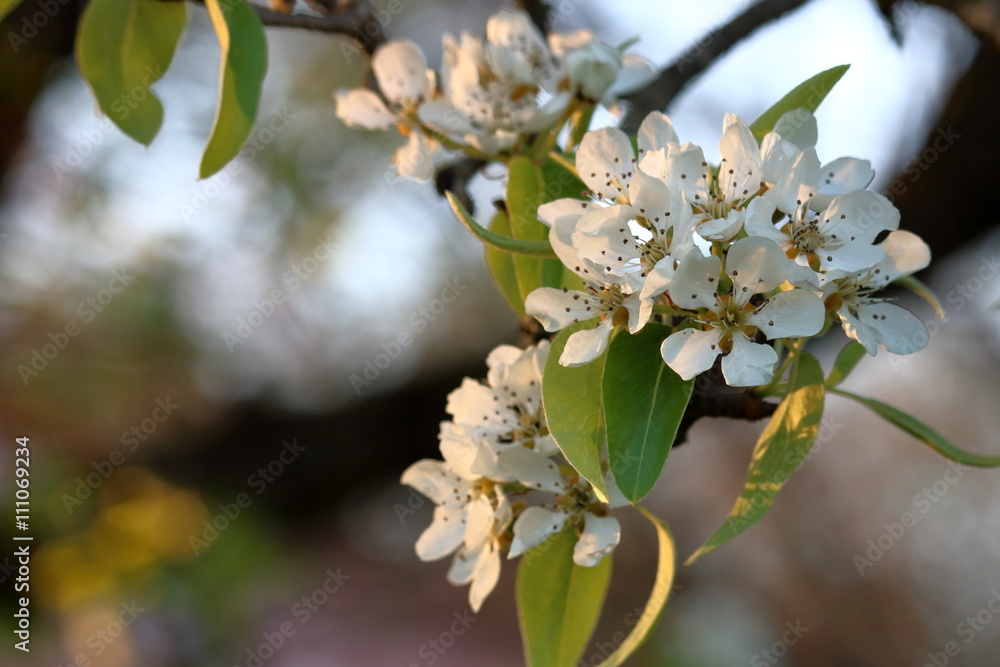 Obraz premium Pear tree in full bloom, lit by the setting sun.