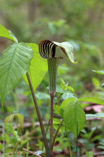 Fototapeta Naklejka Na Ścianę i Meble -  Jack-in-the-Pulpit growing in a shady area of the woods.