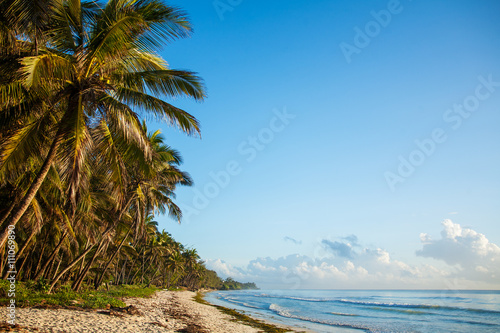 sea, palm trees, beach 