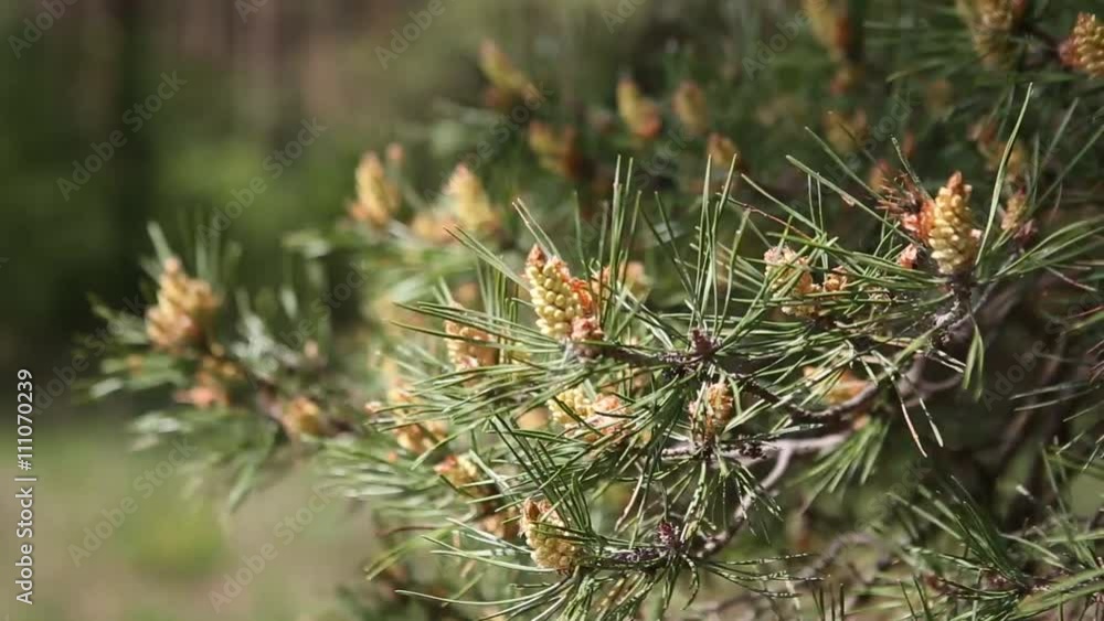 Pine tree with green pine branches. Pine tree needle leaves. Closeup. Pine tree with green pine branches. Pine tree needle leaves. Closeup.