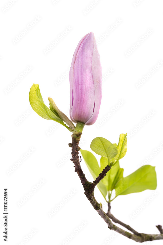 Pink magnolia flowers isolated on white background