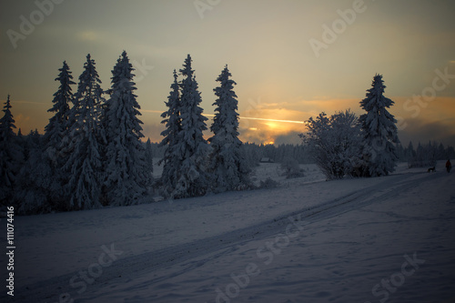 Winter forest at dusk