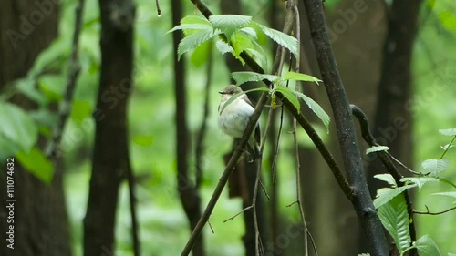 Bird Semi-collared Flycatcher perching  on a tree branch in  forest , Ficedula semitorquata photo