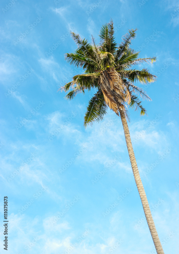 Obraz premium Coconut tree with bright sky background.
