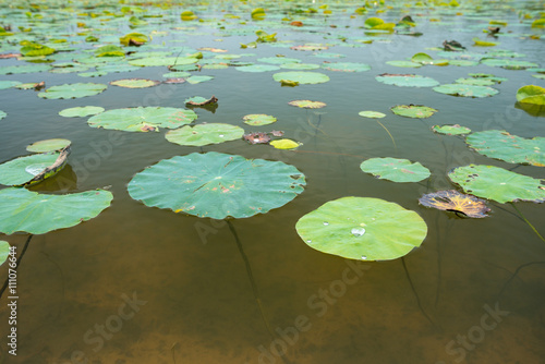 Lotus leaf background.