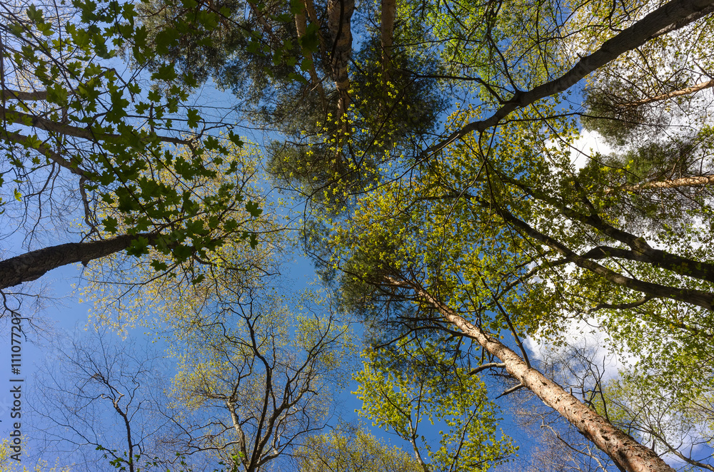 Tree tops in the forest. View of the tops of the mixed forest trees in the sunlight from the ground level Tree tops in the forest. View of the tops of the mixed forest trees in the sunlight from the ground level