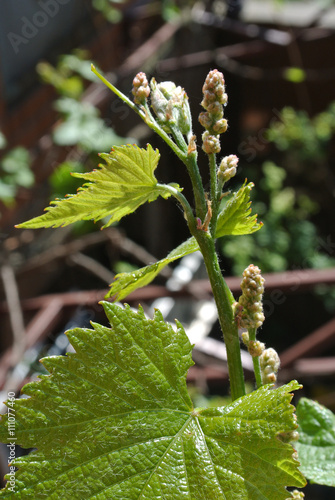 Blooming young vine, close-up