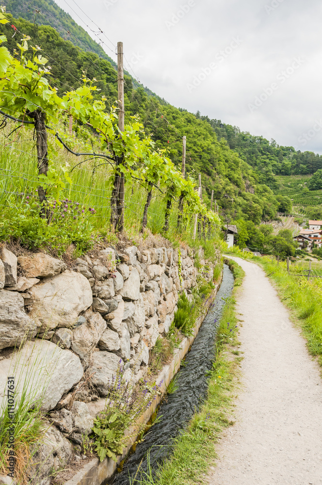 Fototapeta premium Algund, Algunder Waalweg, Waalweg, Wanderweg, Spazierweg, Vinschgau, Südtirol, Frühling, Wanderferien, Weinberge, Weinrebe, Italien