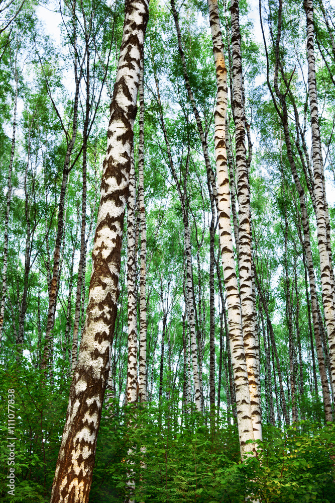 Fototapeta premium forest birch