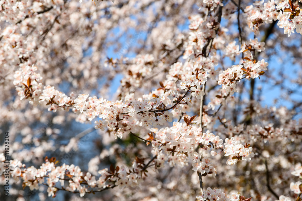 Fototapeta premium White Apple Tree Flowers Spring Blossom