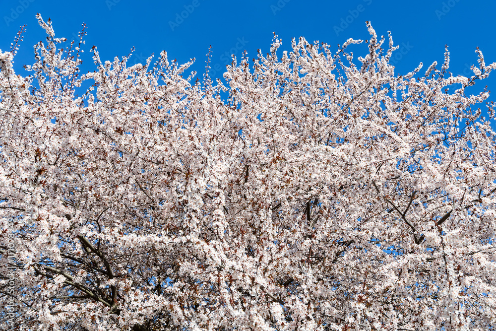 White Apple Tree Flowers Spring Blossom White Apple Tree Flowers Spring Blossom
