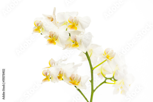 Fototapeta Naklejka Na Ścianę i Meble -  little branch of orchids