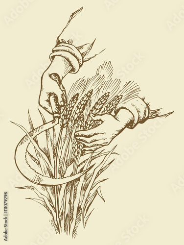 Hand mowing sickle wheat. Vector drawing