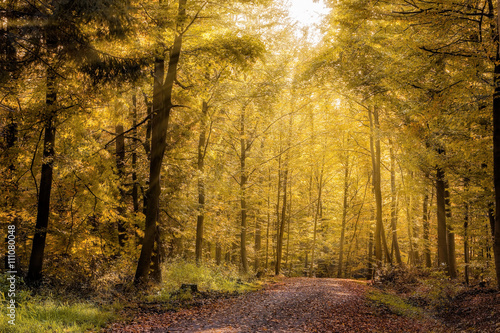 Waldweg im Herbst mit Sonnenstrahlen