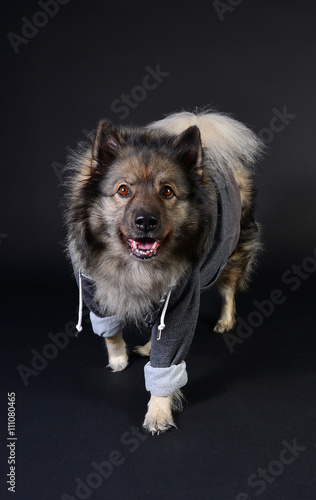 cooler Hund mit Kapuzenshirt Hoodie Wolfsspitz photo