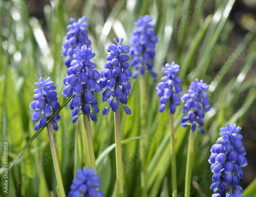 Background of Muscari botryoides blue grapes hyacint in the spring garden  