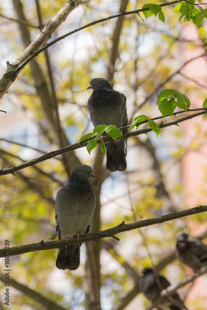 Obraz premium doves on a tree in the spring