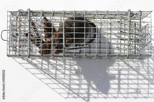 Le petit rat pris au piège