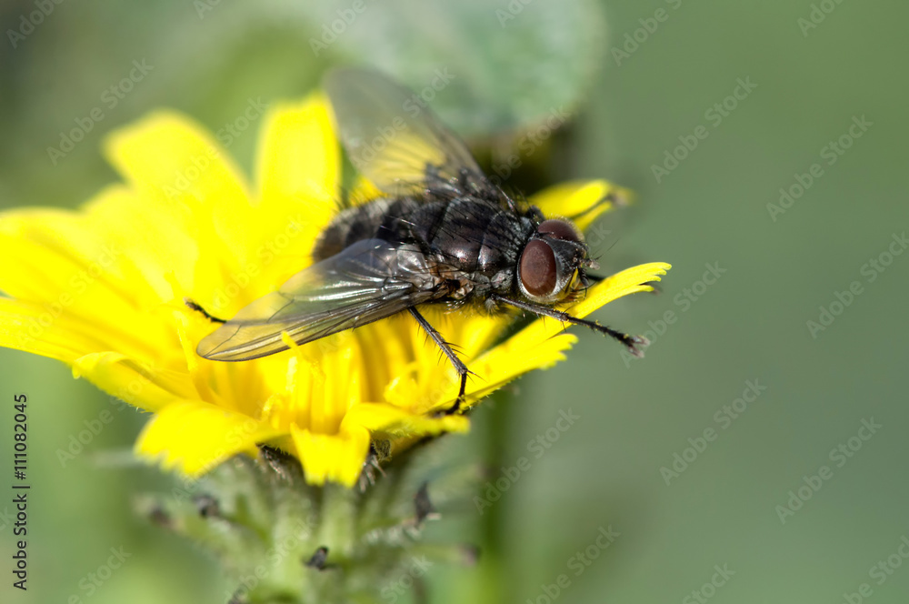 mouche et fleurs mouche et fleurs