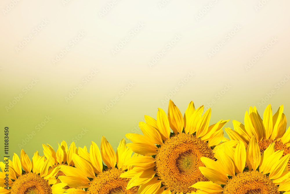 Obraz premium sunflower background