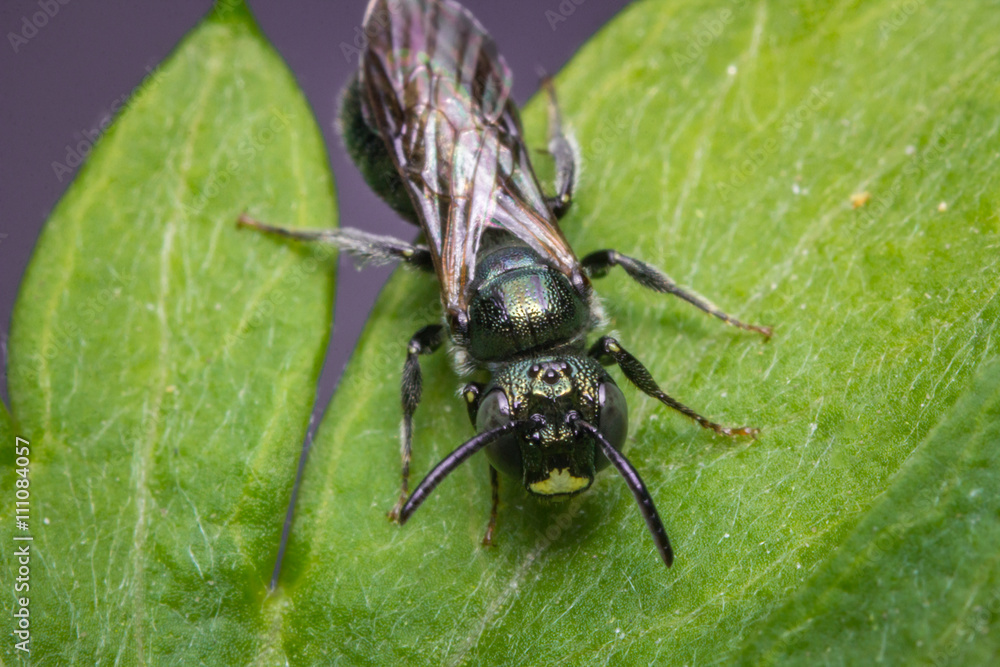 Fototapeta premium Green Orchid Bee