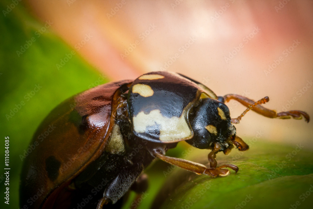 Naklejka premium Red Ladybug Macro