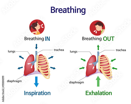 Pictures that show what happens to the lungs when you breath inhale and exhale photo