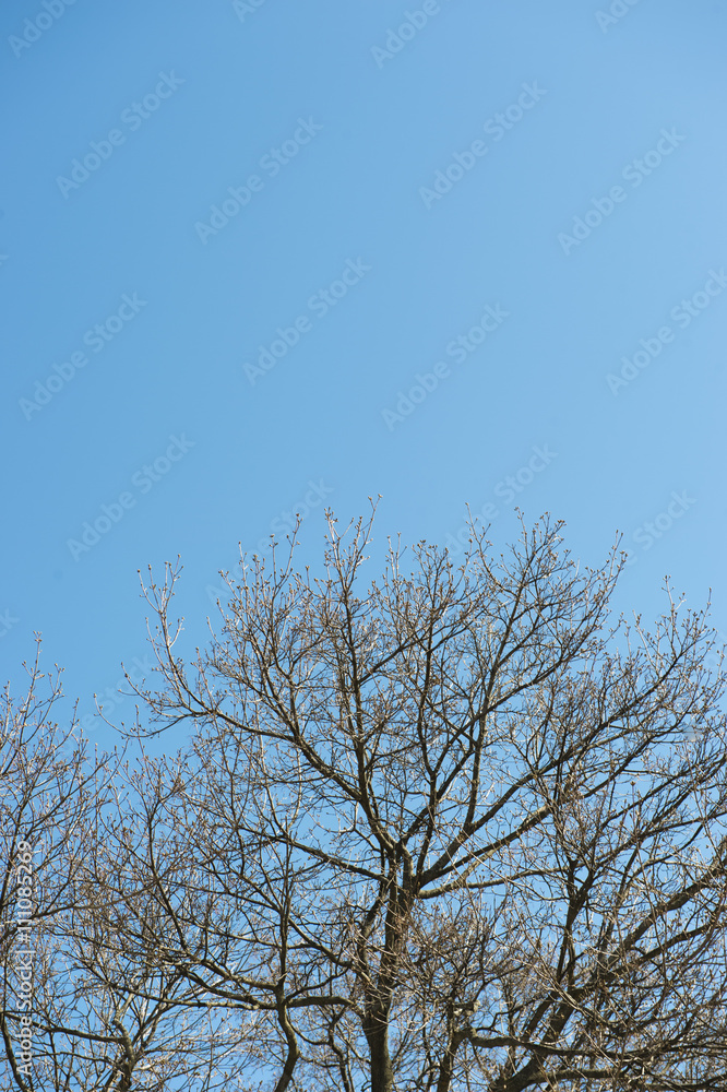 bare english oak tree in early spring bare english oak tree in early spring