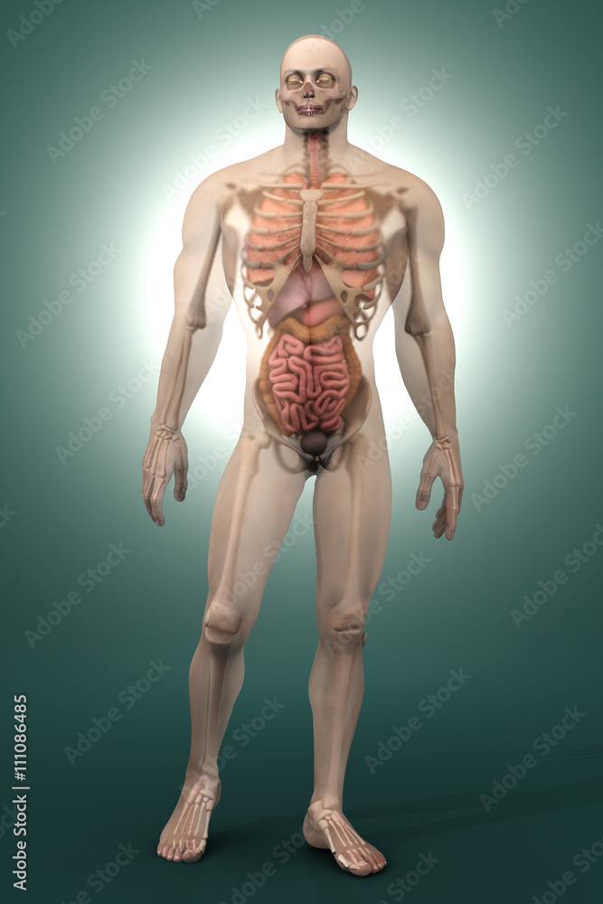 Human Anatomy visualization - Internal Organs Human Anatomy visualization - Internal Organs