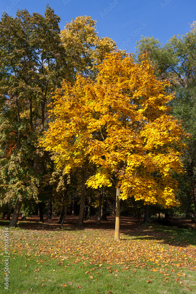 Autumn scene in the Parco di Monza Italy