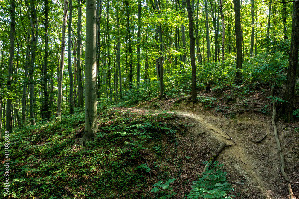 Fototapeta premium Beech forest from Hungary