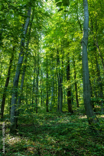Beech forest from Hungary