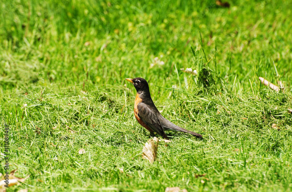 Obraz premium American Robin (Passeriformes Turdidae) in a Grassy Field Looking for Food