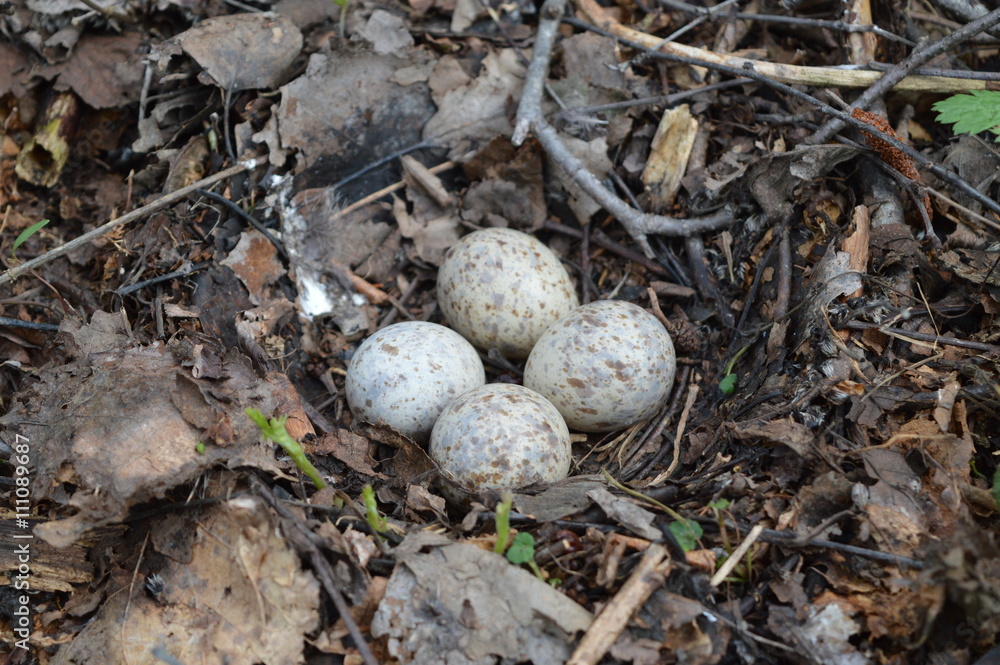 Plant fragments constructed bird nest with eggs. Plant fragments constructed bird nest with eggs.