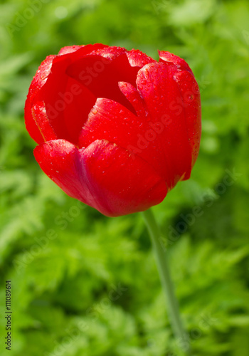 Bright red tulip