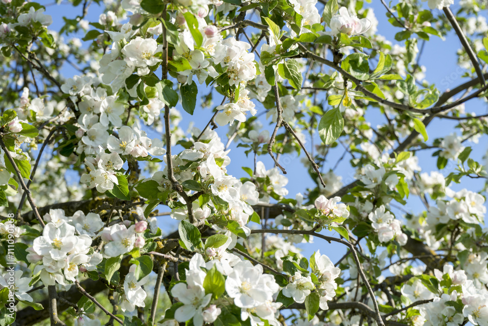 apple blossoms apple blossoms