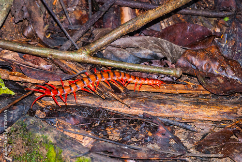 Close-up of Malaysian cherry red centipede