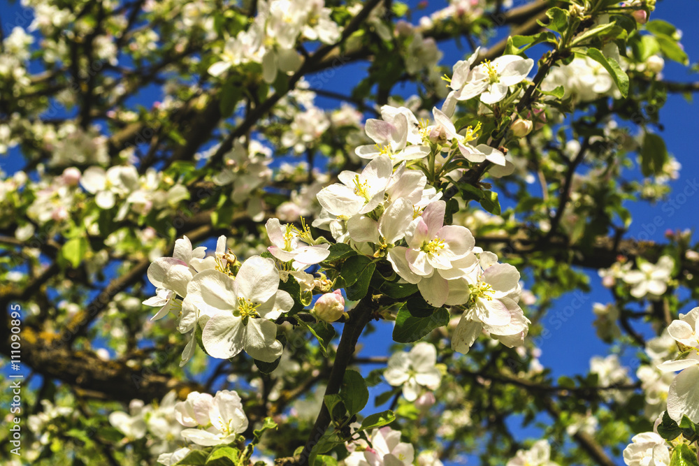 Flowering aple tree Flowering aple tree