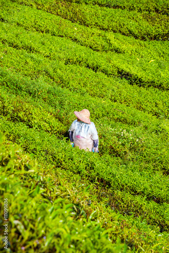 Farmer picking tea leafs in Cameron Highlands photo